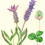 Lavanda