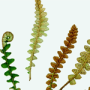 Ceterach officinarum