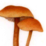 Fungi alle Capanne di Marcarolo