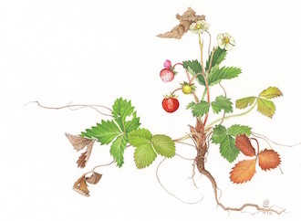 Copia di fragaria300