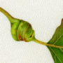 Galls on Populus nigra leaves