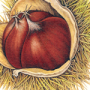 Chestnuts with butterfly