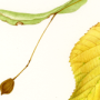 Tilia platyphyllos