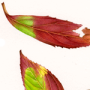 Forsythia