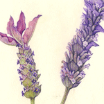 Lavender and clover