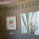 Piante e l'uomo, mostra a Pisa