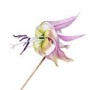 miniatura erythronium