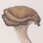 miniatura_trittico_craterellus